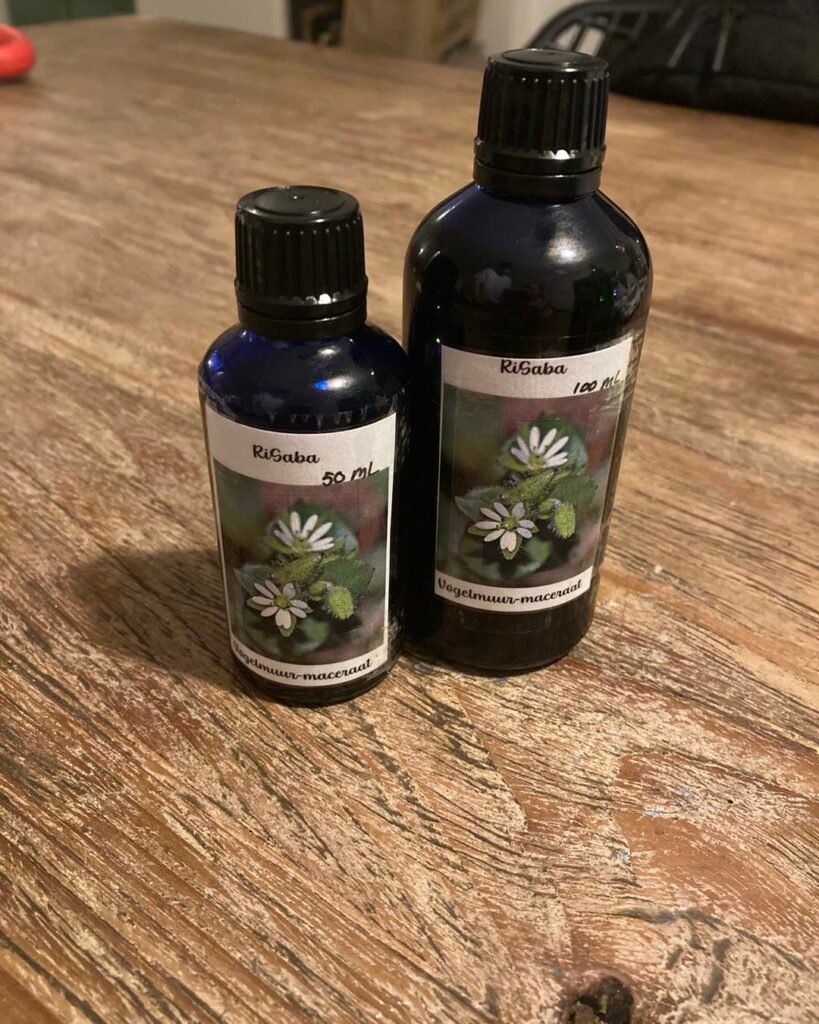 vogelmuur maceraat