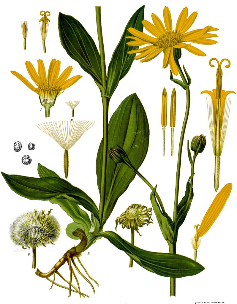 arnica montana köhler–s medizinal pflanzen 015