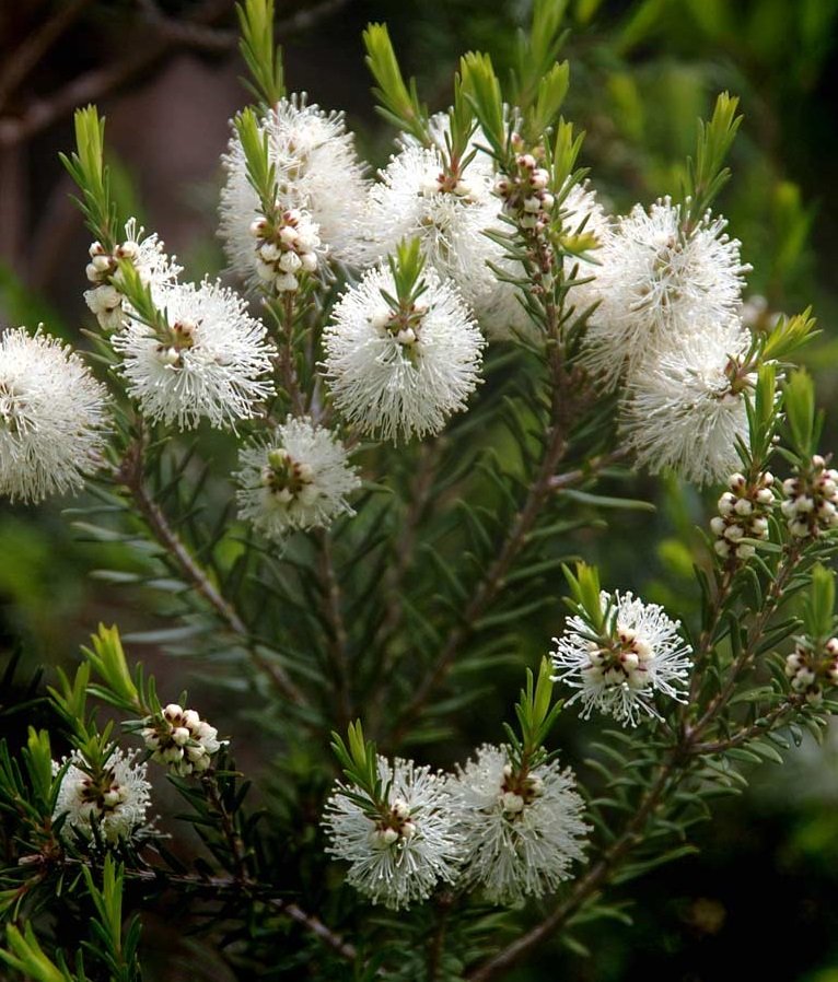teatree